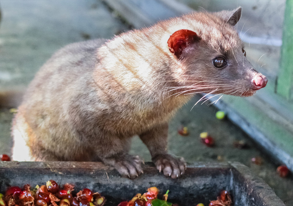 Kopi Luwak